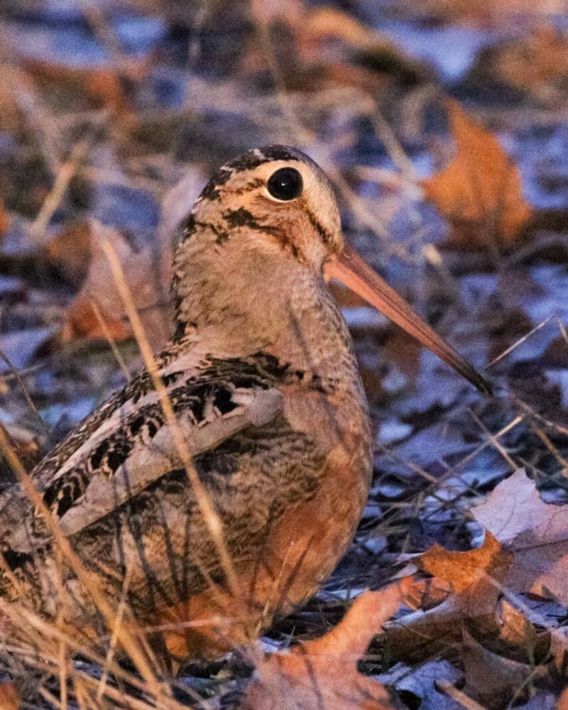 The Awkward Bird Is an American Woodcock
