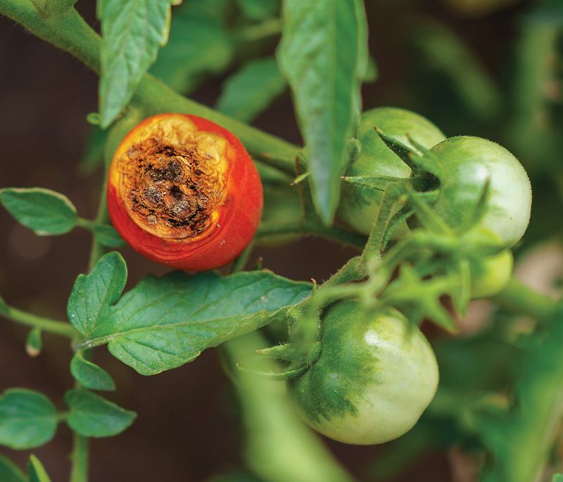 Watering Is A Major Trigger, Not The Whole Cause