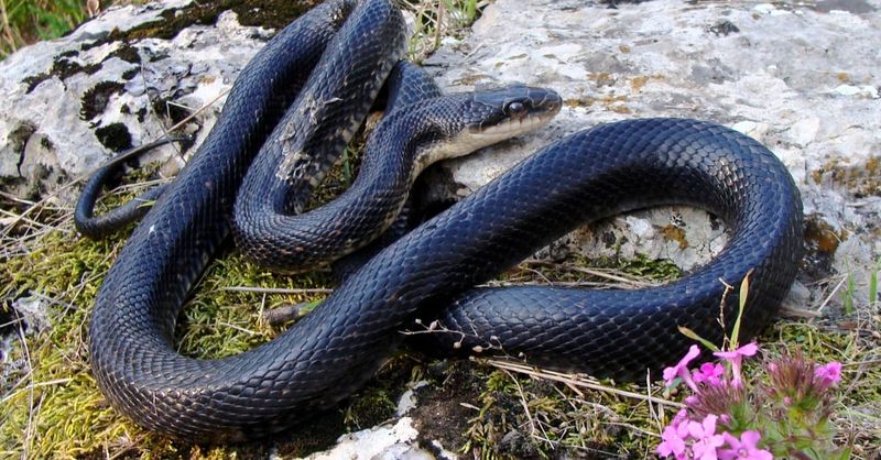 If That Black Snake Is a Central Ratsnake