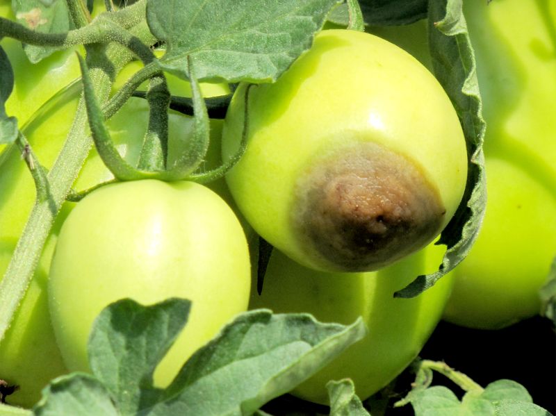 That Black Patch May Be Blossom-End Rot