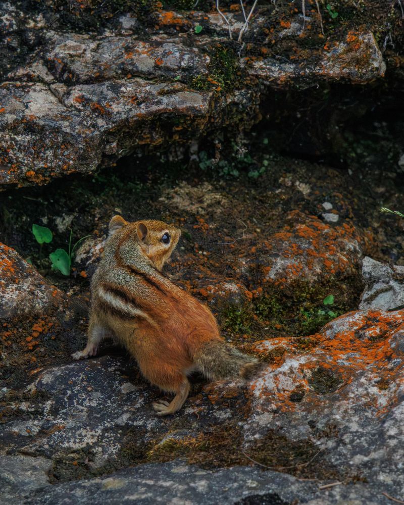 Meet the Eastern Chipmunk Behind the Sprint
