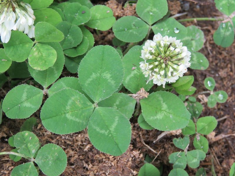 That Creeping White Flower Is Probably White Clover