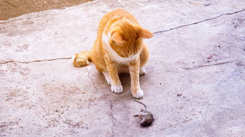 The Incompetent Kitten Is A Joke, Not A Finding