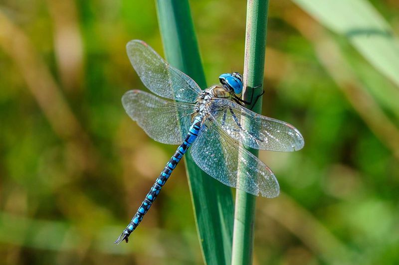 Why That Dragonfly Deserves a Pass