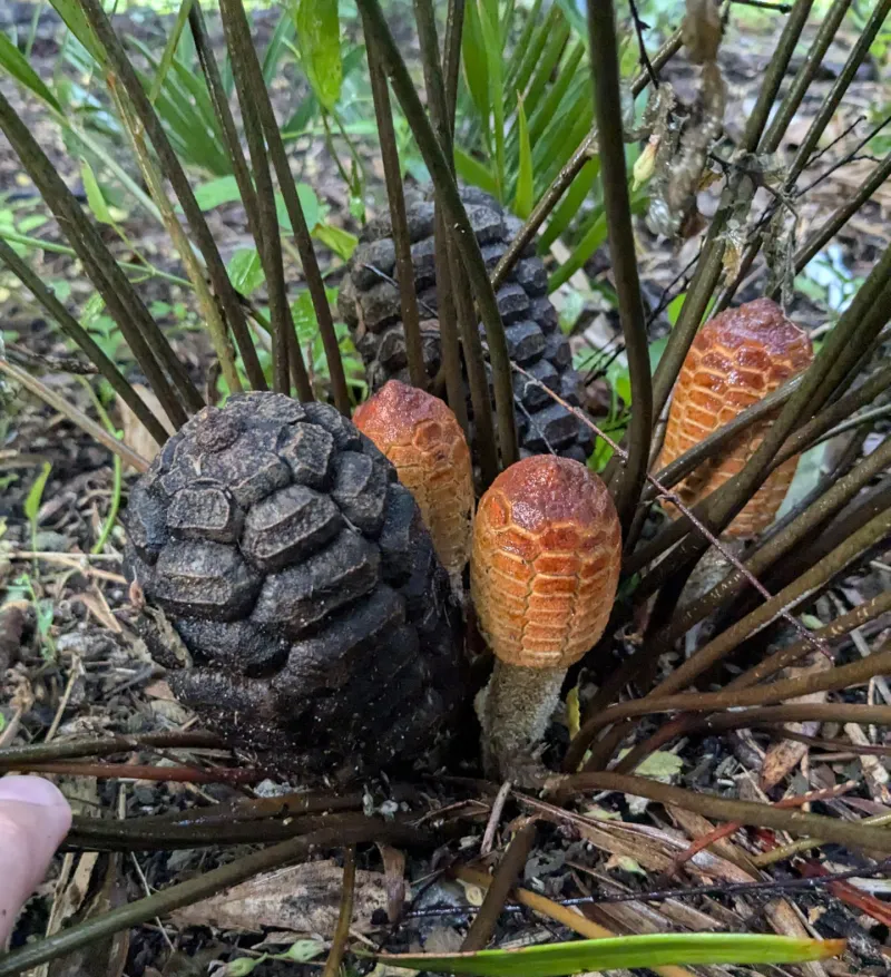 Coontie Palm Brings Ancient Beauty And Butterfly Benefits