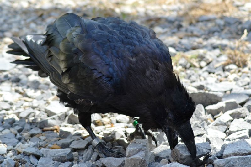 Ravens Prepare for Later Opportunities