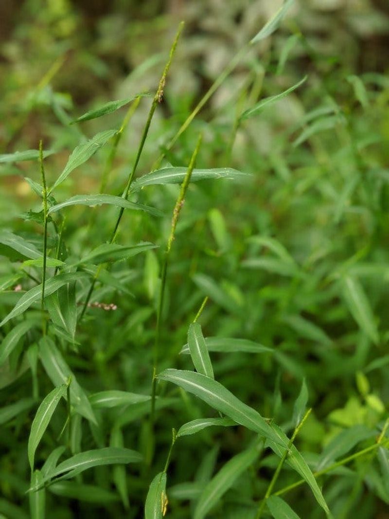Could That Grass Be Japanese Stiltgrass?