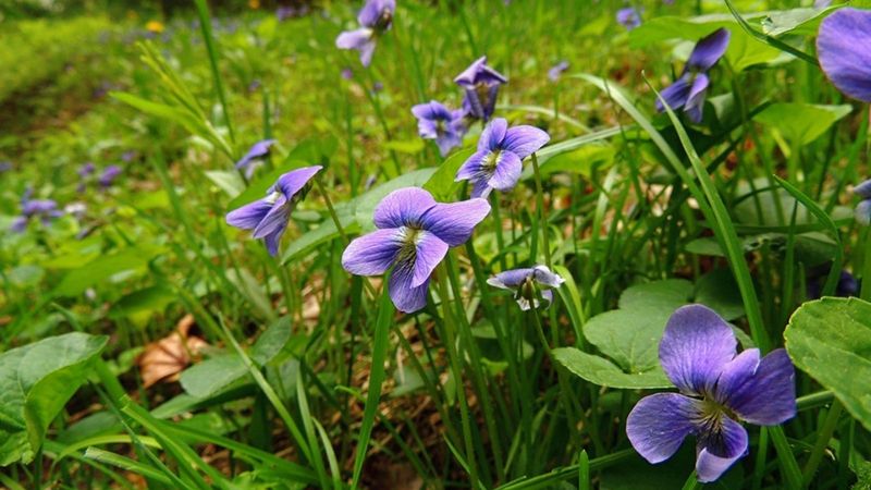 A Purple Lawn Patch May Be Wild Violet
