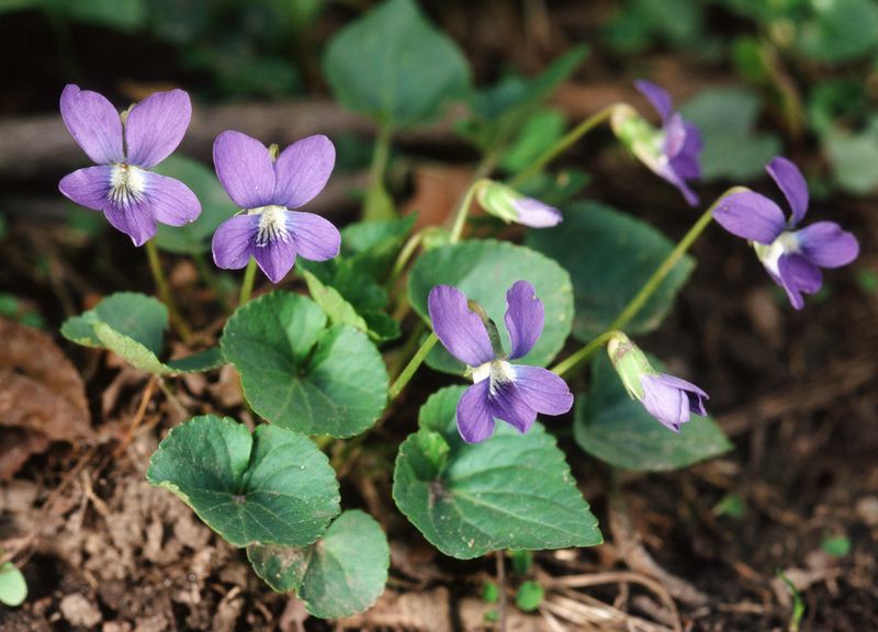 Before You Pull That Purple Flower, Identify It