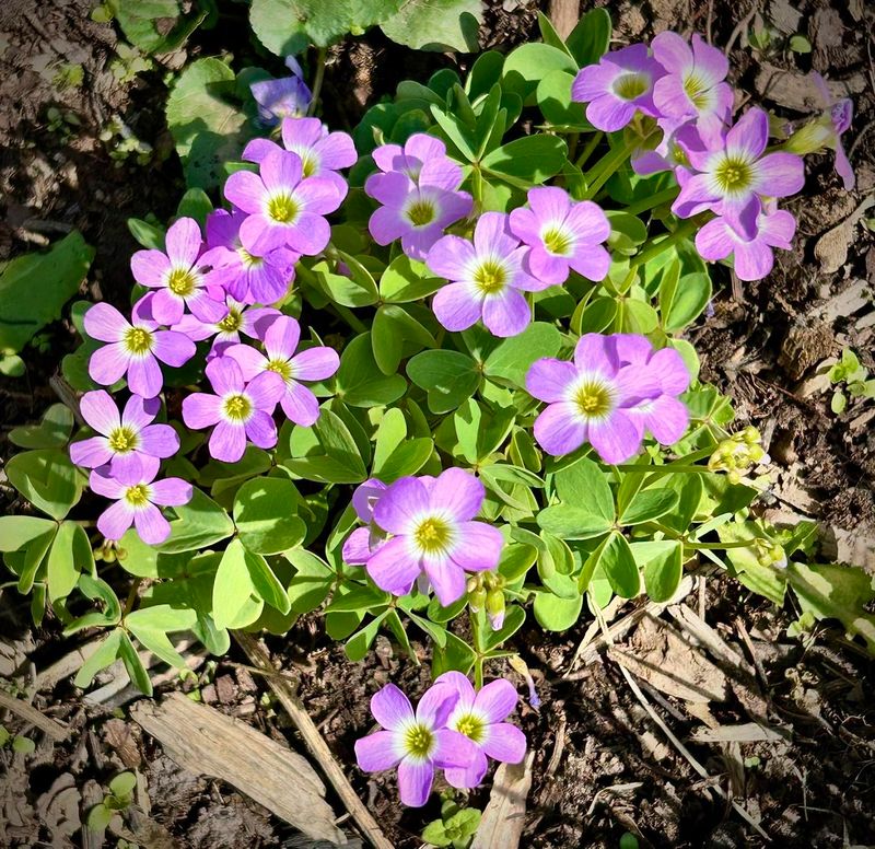 That Purple Patch May Be Violet Woodsorrel