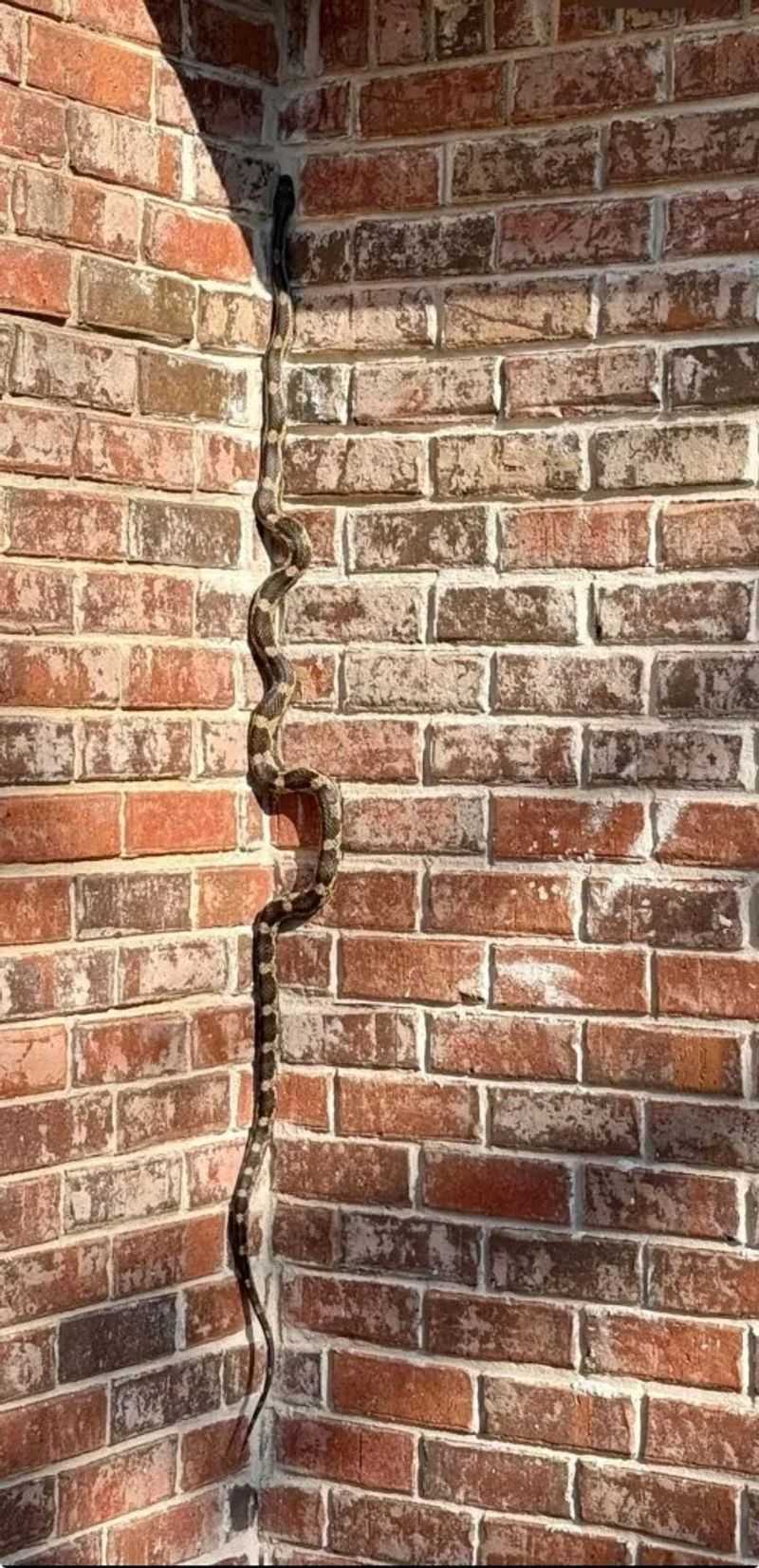 A Rat Snake Can Climb Textured Masonry