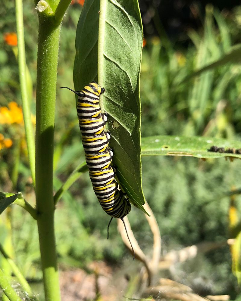Milkweed Turns a Leaf-Eater Into a Nursery Resident