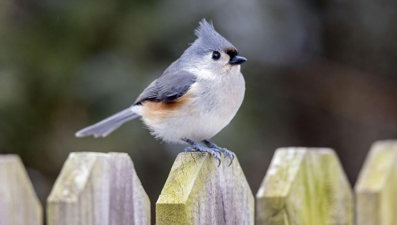 The Gray Crest Belongs to a Tufted Titmouse