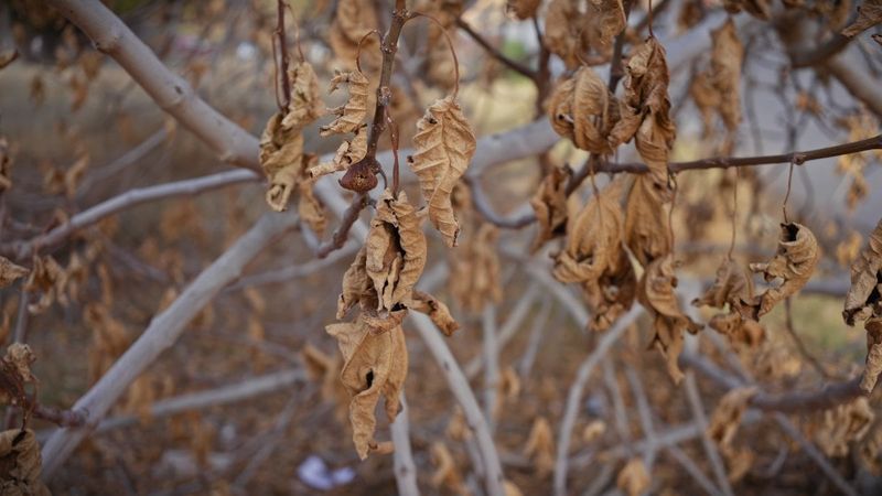August Leaf Drop May Signal Stress—or Normal Timing