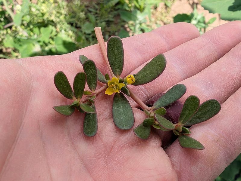 The Weed Is Common Purslane