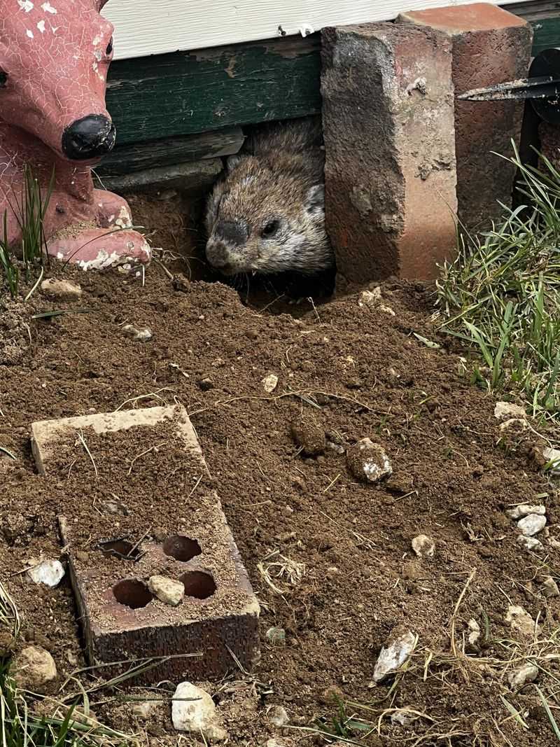 The Burrower Is A Woodchuck