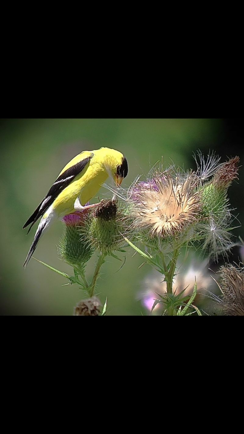Why Do Many American Goldfinches Nest In Midsummer?