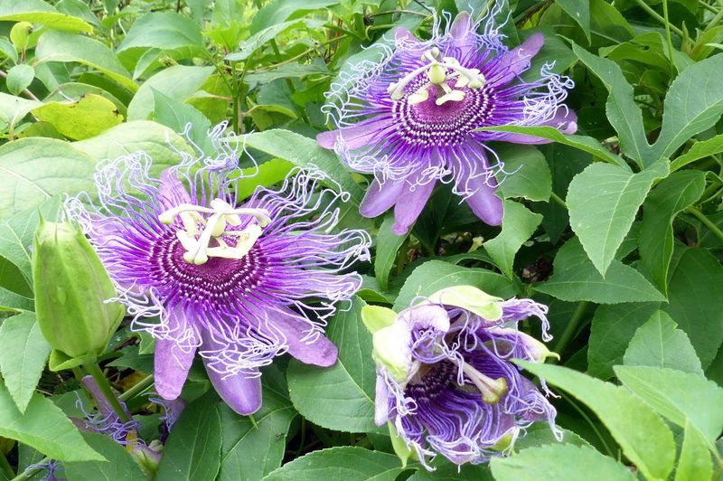 Welcome The Maypop's Wild Embrace