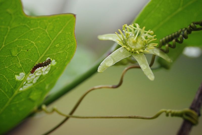 Corkystem Passionflower Welcomes Longwing Caterpillars To Feast