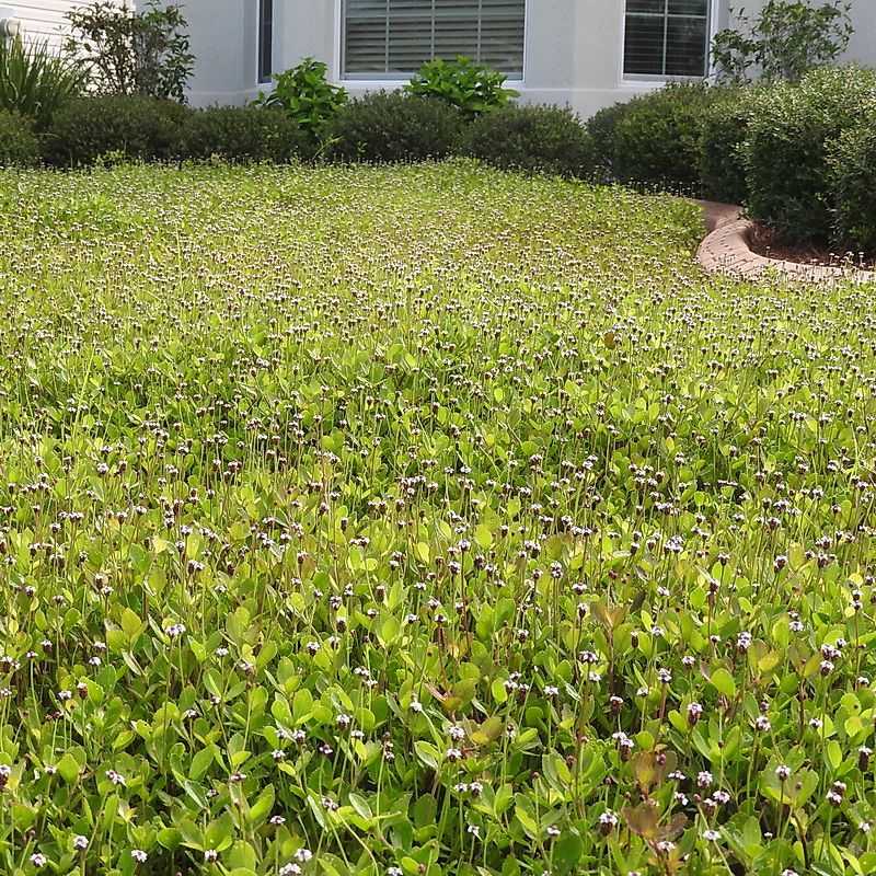 Frogfruit Provides Perfect Groundcover Protection