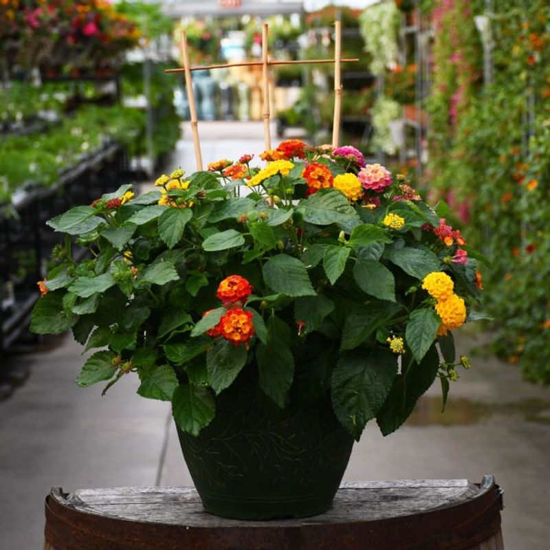 Let Lantana Brighten Up Your Toughest Spots