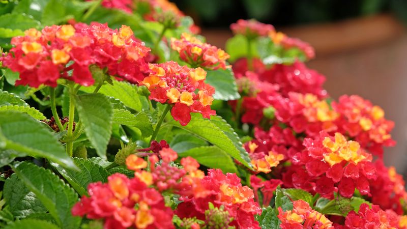 Lantana Laughs At The Sun's Toughest Glare