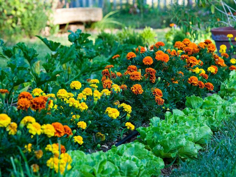 Marigolds Create A Pungent Perimeter