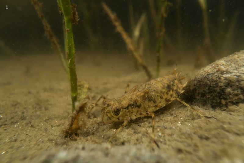 Adults Hunt Above Water, Nymphs Hunt Below It