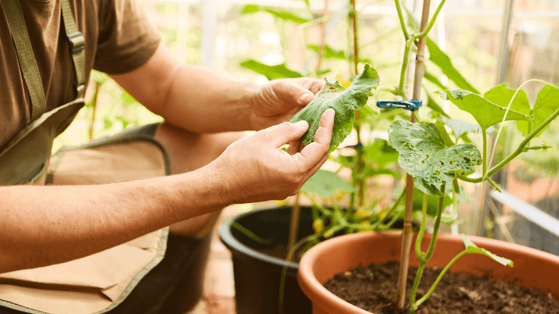 The Useful Idea Is a Morning Garden Round