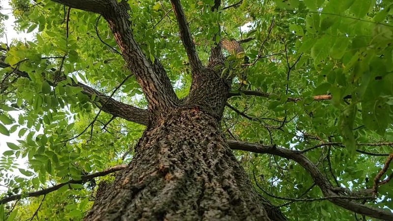 Meet the Eastern Black Walnut