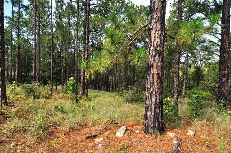Forest Evidence Points To Structure, Not A Formula
