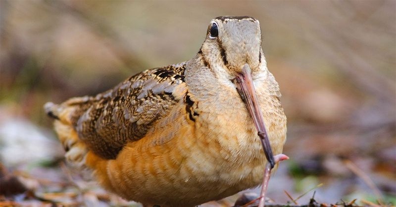 What Does a Woodcock See?