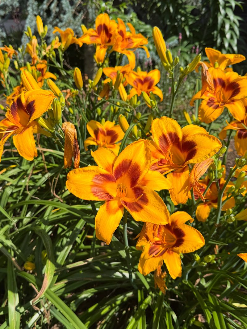 Why Gardeners Keep Passing Daylilies Along