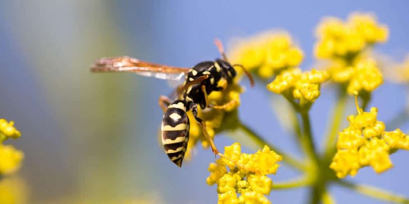 The Visitor May Be A Wasp—But That Is Not One Diagnosis