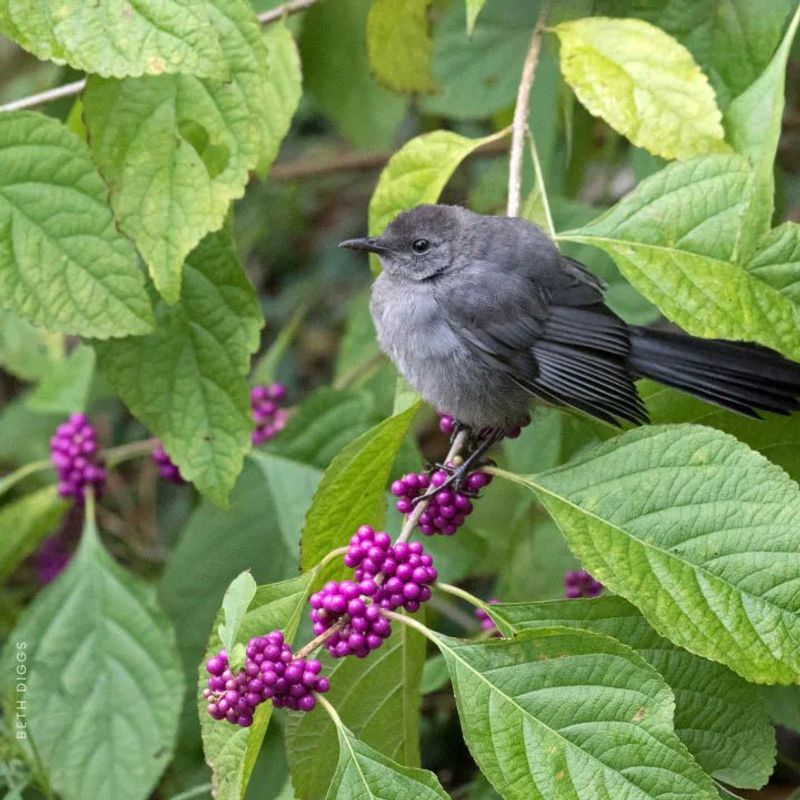 Use Beautyberry As One Layer Of Wildlife Habitat