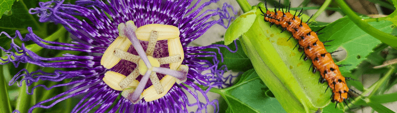 The Vine Feeds Caterpillars, Not Every Butterfly Need
