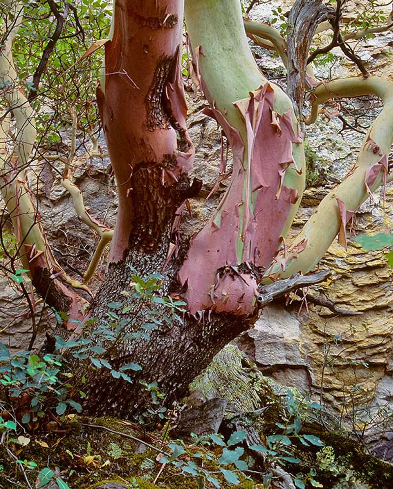 The Hill Country Gem With Trees You Truly Will Not Find Anywhere Else
