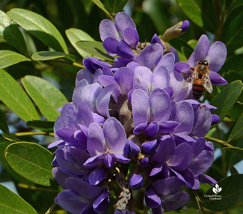 Your Clay Yard Can Grow Stunning Wildflowers