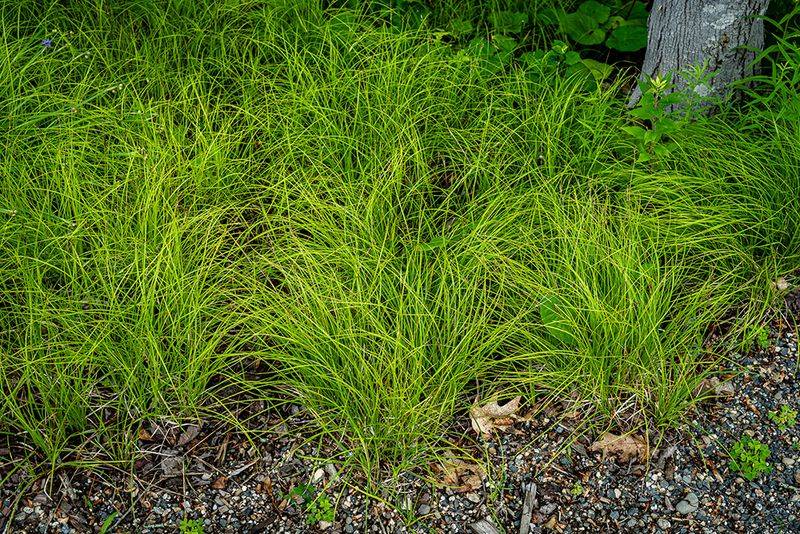 Pennsylvania Sedge Forms A Carpet Of Green