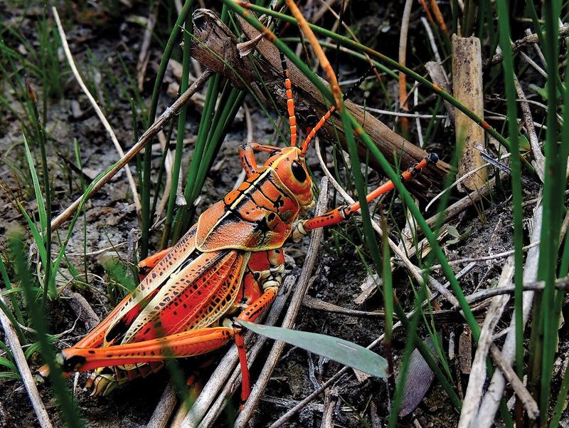 Why Some Florida Yards See More Adults in July and August