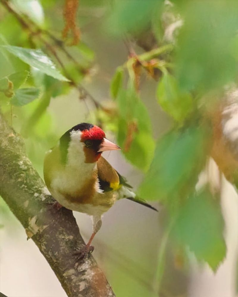 What Goldfinch Symbolism Actually Belongs To