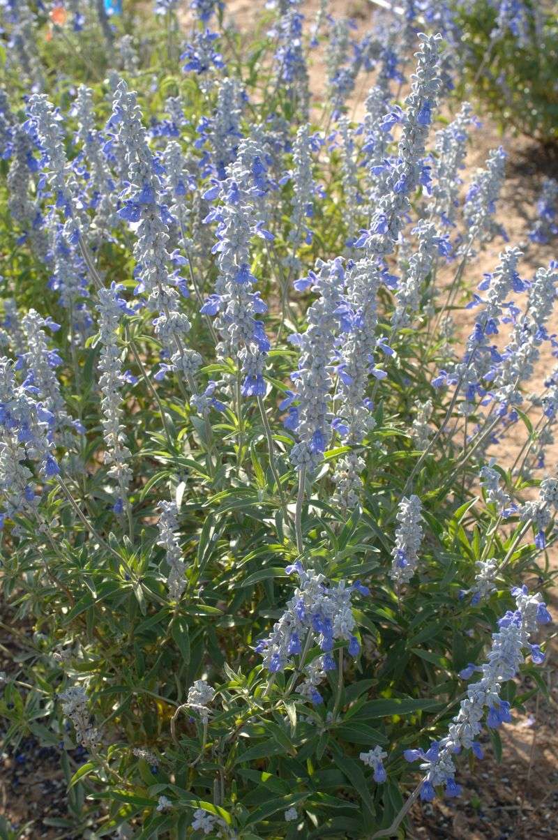 Mealy Blue Sage Offers Steady Comfort