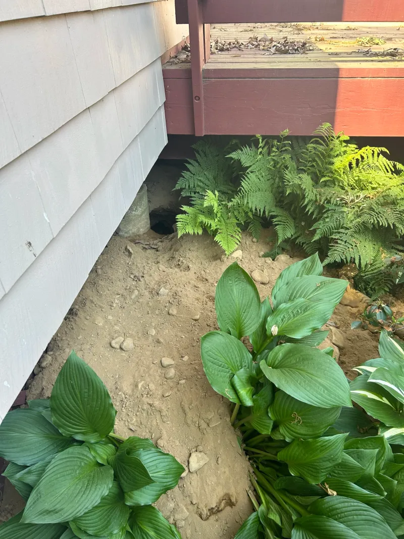 Its Digging Changes Soil In One Small Area