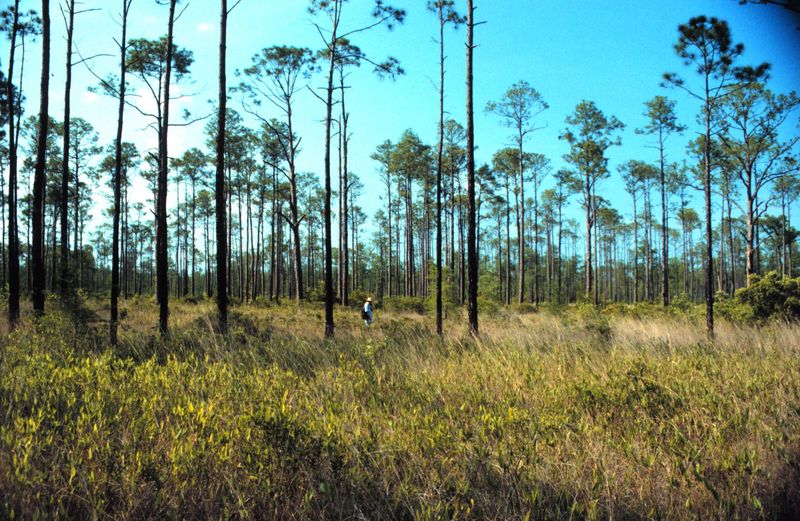 Its Song Points to a Habitat Mosaic