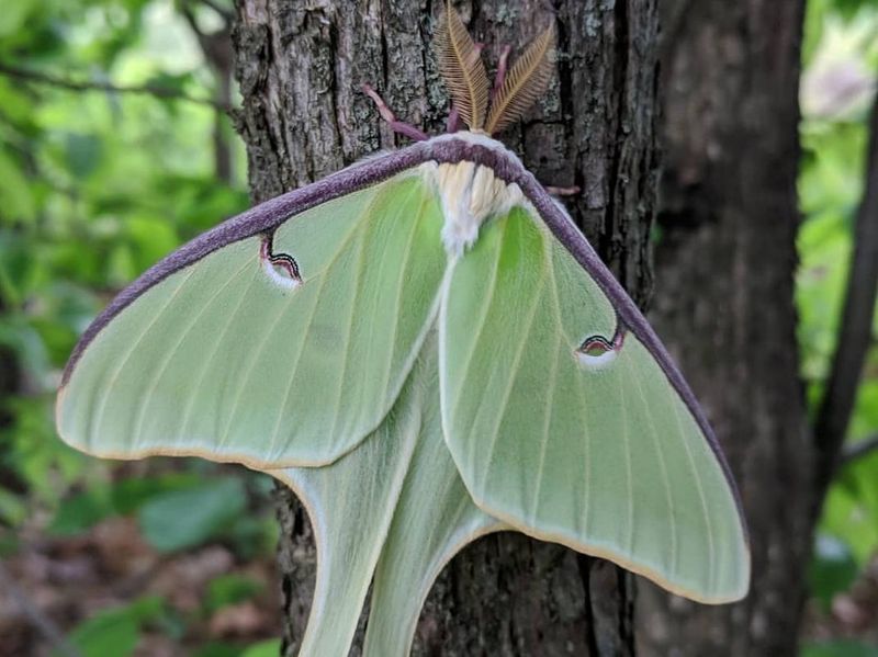 A Host Tree Is Not An Adult-Moth Lure