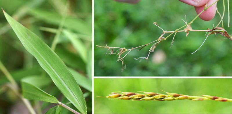 Use The Plant’s Calendar, Not A Statewide Date