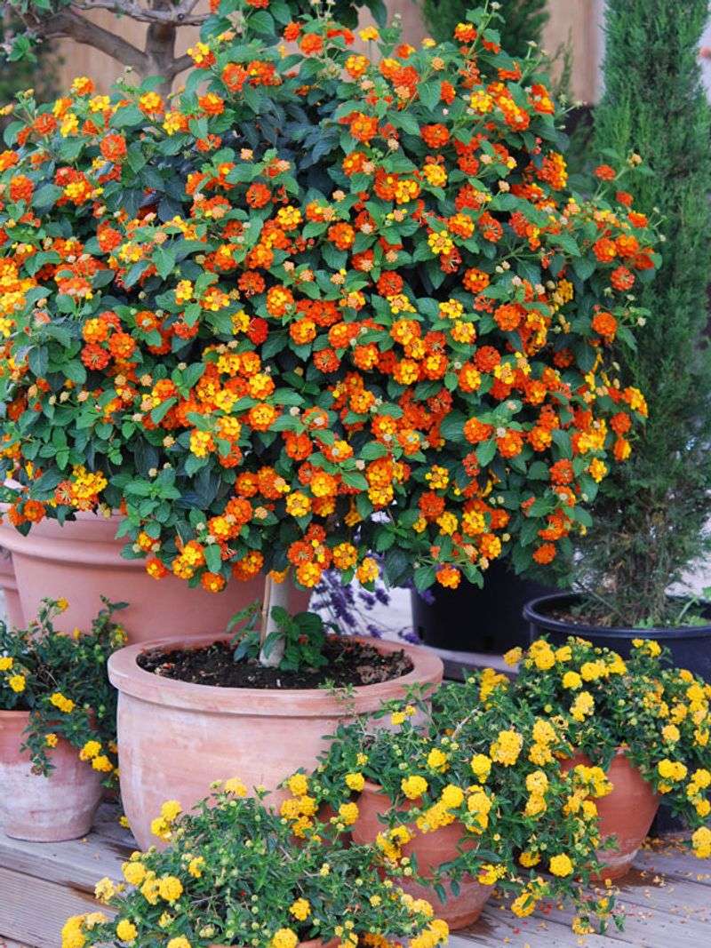 Why Lantana Fits the Summer Container Brief