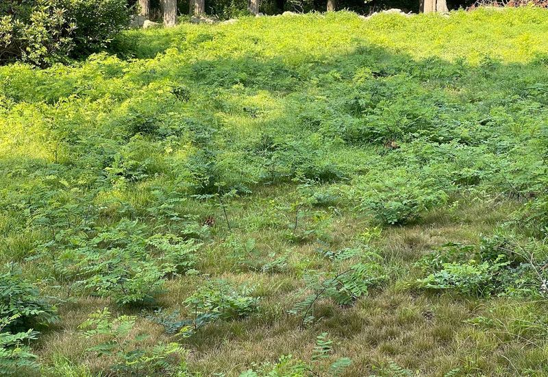 Root Suckers Make The Fence Line Hard To Reclaim