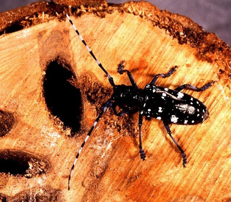 Asian Longhorned Beetle Has Not Been Found in Pennsylvania According to Current Guidance