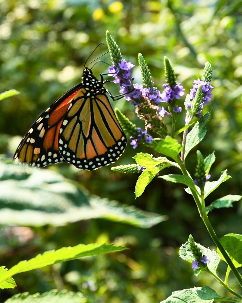 Milkweed Feeds Caterpillars; Nectar Fuels Adults